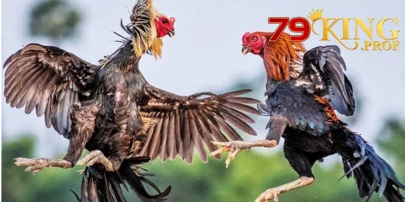 Ws168 Đá Gà – Cổng Đặt Cược Đá Gà Uy Tín Nhận Thưởng Mỗi Ngày 4 Ws168 Đá Gà