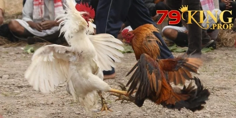 Ws168 Đá Gà – Cổng Đặt Cược Đá Gà Uy Tín Nhận Thưởng Mỗi Ngày 2 Ws168 Đá Gà