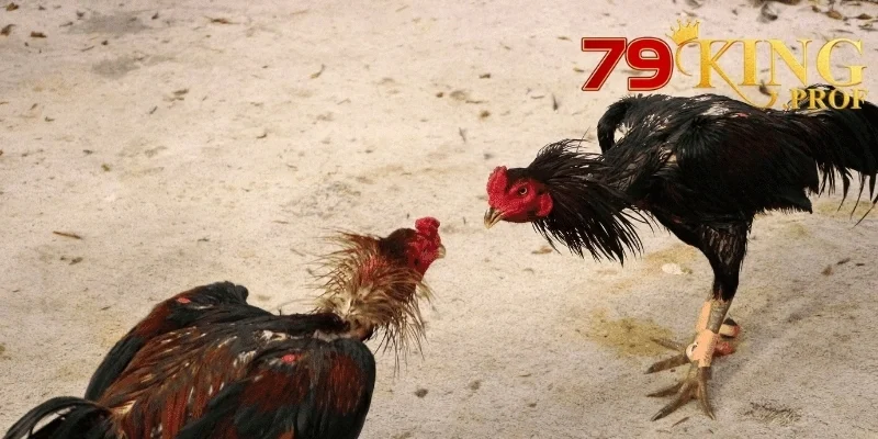 Ws168 Đá Gà – Cổng Đặt Cược Đá Gà Uy Tín Nhận Thưởng Mỗi Ngày 3 Ws168 Đá Gà
